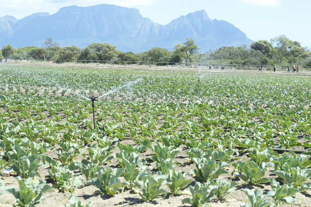 Philippi Workers Blockade Farm After Dismissal GroundUp